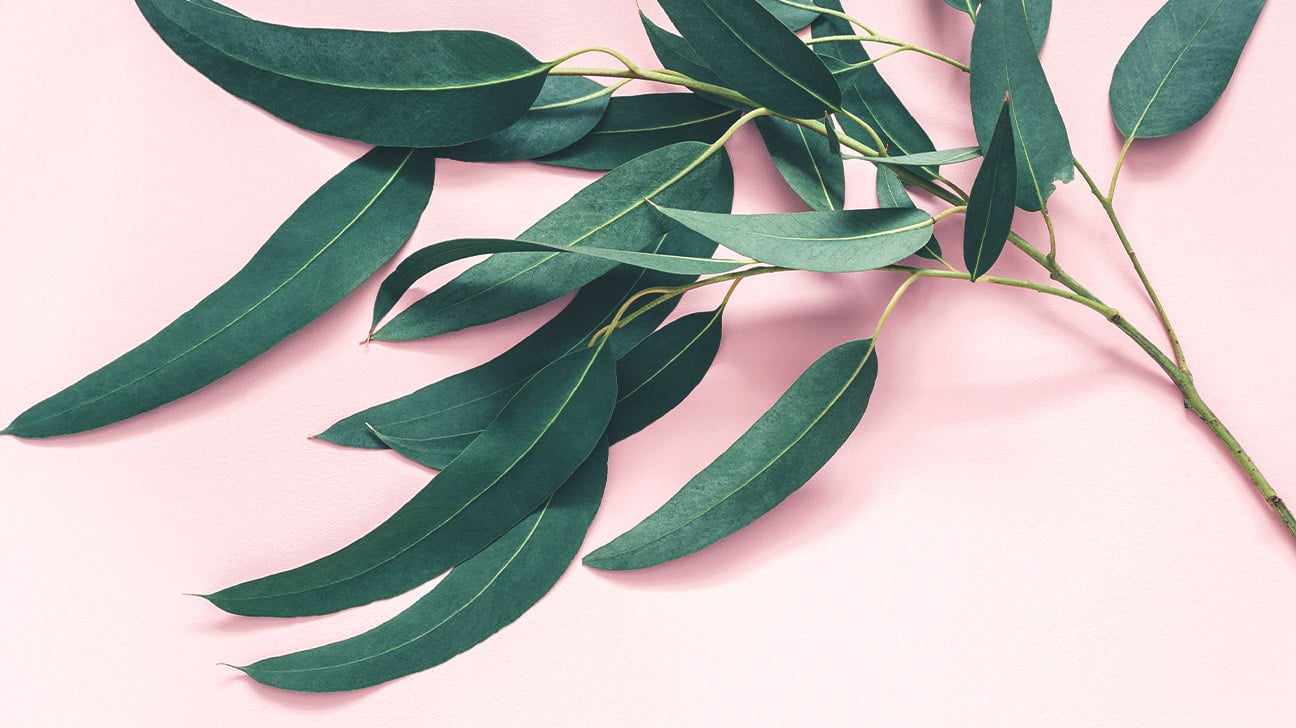 7 Impressive Benefits of Eucalyptus Leaves